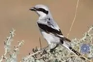 سنگ چشم تورانی؛ شکارچی مخوف ایرانی باروشی ترسناک طعمه ها را شکا می کند/ ویدئو