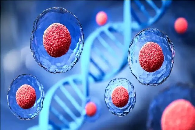 کشف یک ژن غیر کُد کننده که رشد سلول‌های بزرگ را کنترل می‌کند