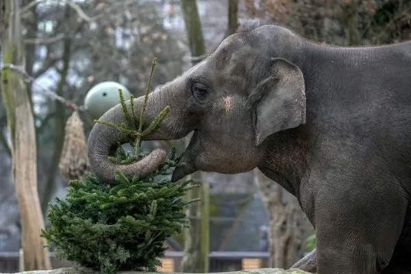 لذت حیوانات باغ‌وحش برلین از خوراکی‌های ویژه کریسمس