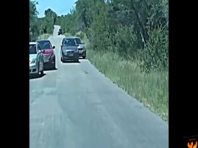 حرکات عجیب و غریب یک مار بومسلنگ وسط جاده!