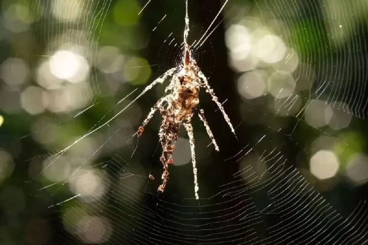 این عنکبوت‌ نسخه‌ جعلی خودش را می‌بافد