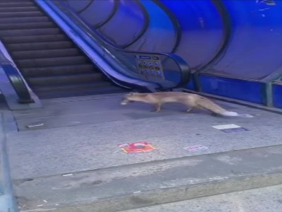 صحنه نادر شکار موش توسط روباه در میدان هفت‌تیر تهران