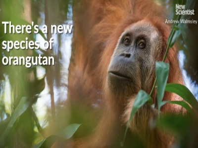 نادرترین میمون بزرگ جهان باز هم کمیاب‌تر شد!