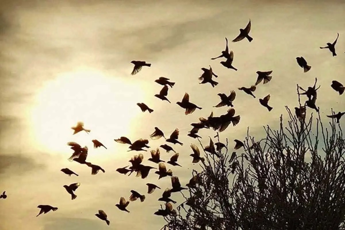 لحظه برخورد دسته عظیمی از پرندگان به زمین/ ویدئو