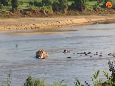 حمله اسب‌های آبی به شیر گرفتار در رودخانه