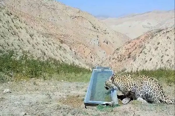 رهاسازی پلنگ شهمیرزاد در زیستگاه با تأیید سلامت کامل