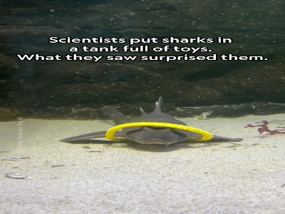 کوسه‌ها و سفره‌ماهی‌ها هم بازی می‌کنند!