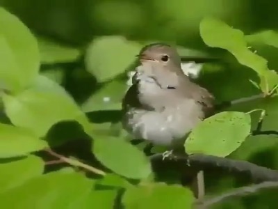 آواز دل‌نشین یک پرنده