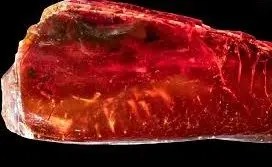 «مورچۀ ۴۰ میلیون ساله» در کهربای متعلق به «گوته» پیدا شد