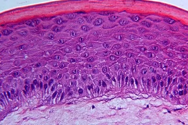 طراحی پوست مصنوعی که رنگ و بافت خود را در مقیاس نانو تغییر می‌دهد