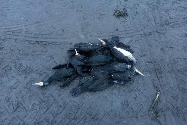 مرگ دسته‌جمعی پرندگان دریایی در ساحل انزلی؛ عامل انسانی است