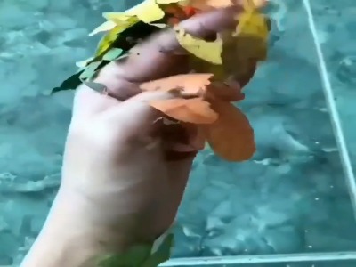 حشرات برگی شگفت انگیز