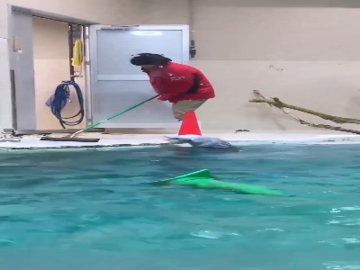 هوش و سطح شعور این سمور دریایی واقعا دیدنیه