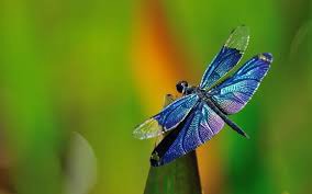 ۱۰ گونه از زیباترین و رنگارنگترین سنجاقک های دنیا