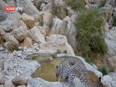 تصاویر پلنگ ایرانی در کوه‌های استان بوشهر