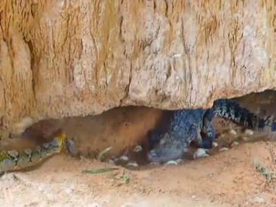 نجات کروکودیل از دست مار پیتون توسط بومیان