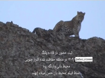 ثبت تصاویری ناب از حضور دو قلاده پلنگ در منطقه حفاظت‌شده البرز جنوبی