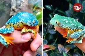 قورباغه‌ای که انگار با دست رنگ آمیزی شده است!