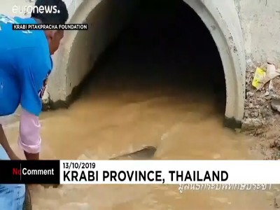 شاه کبرای ۴ متری اسیر دست امدادگران تایلندی