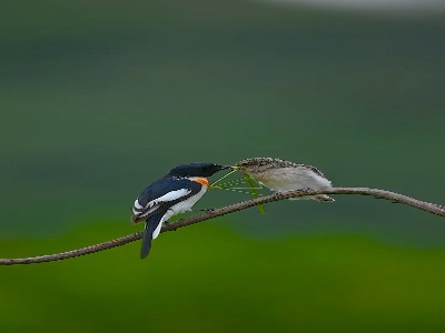 چند لحظه از شگفتی دنیای پرندگان