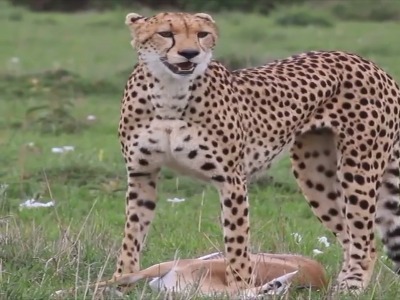 صدای جالب یوز مادر