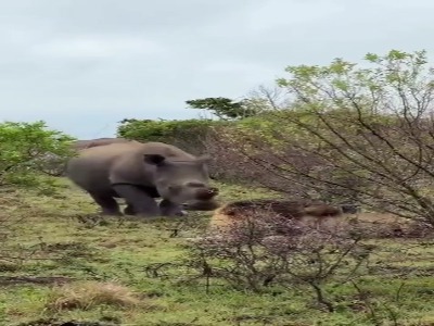 شیر هم شیرهای قدیم