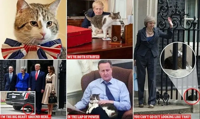 اولین گربه دیپلمات جهان | گربه‌ای که شش نخست‌وزیر دید
