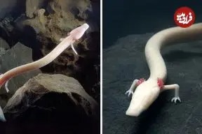 سمندر اولم؛ اژدهای افسانه ای غارها که یک قرن زندگی می کند!