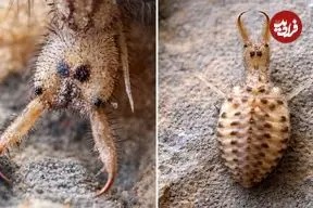 مورچه گیر؛ حشره شگفت انگیزی که تله می سازد!