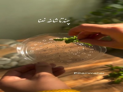 سبزه نوروز با چند شاخه نعنا