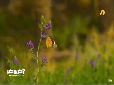 زندگی جانوارن در دمای ۴۵ درجه