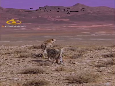 مشاهده دو قلاده یوزپلنگ در میاندشت جاجرم