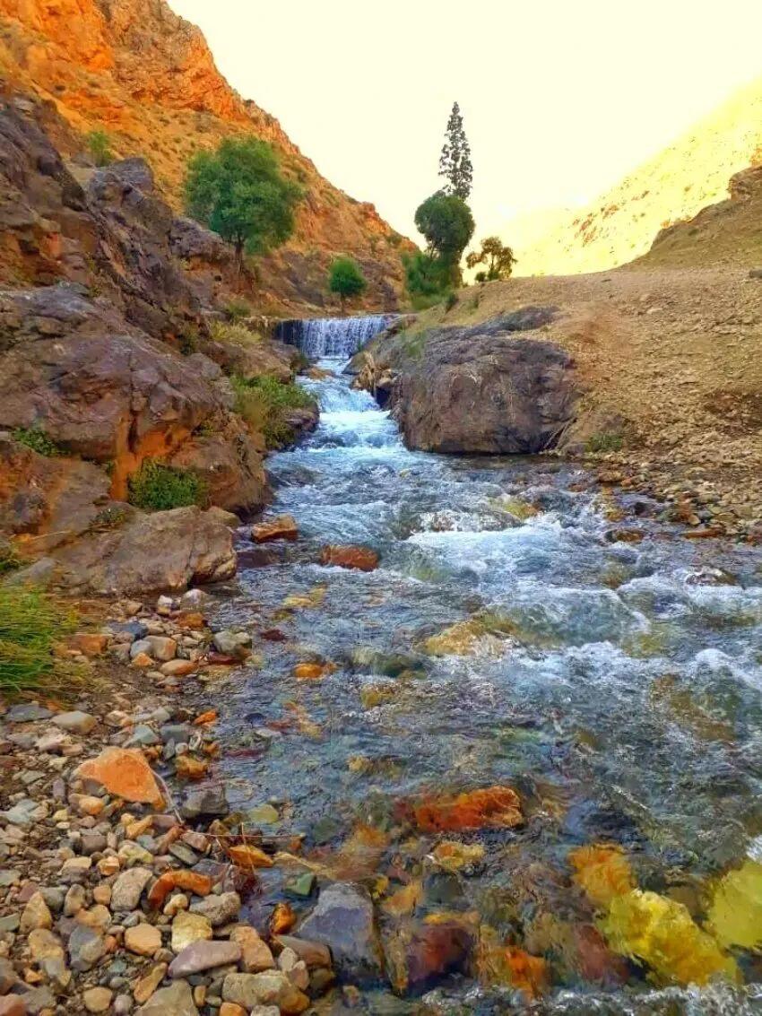 آریا جوان