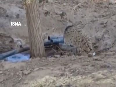 بازگشت «هوپری» به جاده سنگفرش پس از ۷ ماه