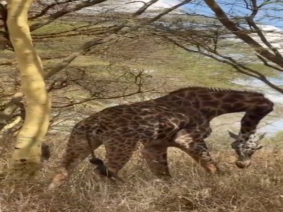 وقتی بلندترین گردن دنیا می‌شکند