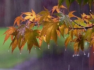 ایران از پنجشنبه بارانی می شود