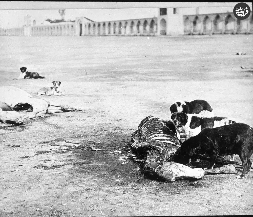 آریا جوان