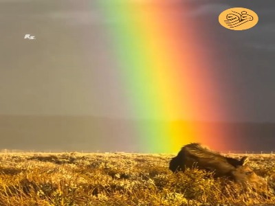 گوزن شمالی در قاب رنگین‌کمان