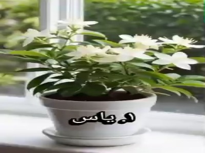 این ۶ تا گیاه آرامش‌بخش رو واسه دکور اتاق خوابت میشناسی؟